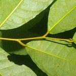 Clarisia biflora Likasa