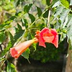 Campsis radicansFlor