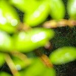 Prunus rhamnoides Liść