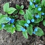 Omphalodes verna Hábito