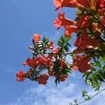 Campsis grandiflora Flower