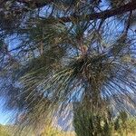 Pinus canariensis List