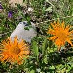 Pyrrocoma crocea Flor