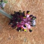 Platycapnos spicata Flower