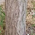 Robinia viscosa Bark