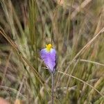 Burmannia bicolor Flor