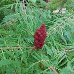 Rhus typhinaFlower