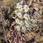 Drimia altissima Cvet
