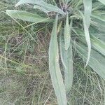 Anchusa officinalisLeaf