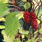 Schisandra chinensis Fruchs