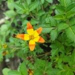 Bidens triplinervia Lorea