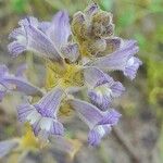 Orobanche nana Flower