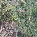 Berberis × brevifolia Hoja