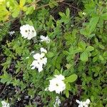 Exochorda racemosaЦвят