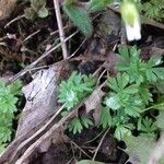 Alchemilla arvensis Лист