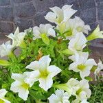 Petunia × atkinsiana Flor