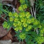 Euphorbia helioscopia Tervik taim