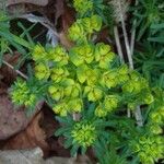 Euphorbia helioscopia Habit