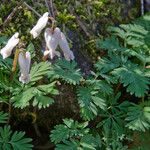 Dicentra canadensis Habit
