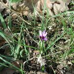 Romulea linaresii Hábito