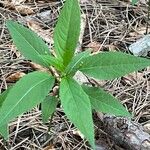 Mercurialis perennis Hoja
