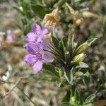 Dyschoriste schiedeana Flower