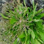 Limonium carolinianum Flower
