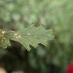 Trichomanes chamaedrys 葉