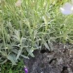 Cerastium tomentosum 葉