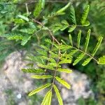 Vachellia farnesianaBlatt