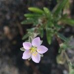 Spergularia rupicola Flower