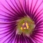 Oxalis articulata Flor
