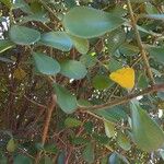 Thunbergia mysorensis Leaf