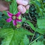 Rubus spectabilis Žiedas