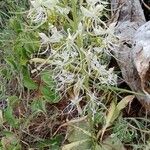 Habenaria helicoplectrum Λουλούδι