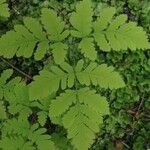 Gymnocarpium dryopteris Blatt