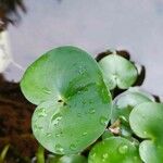 Heteranthera reniformis Folha