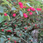 Cotoneaster multiflorus फल