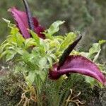 Dracunculus vulgaris Flor