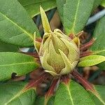 Rhododendron yakushimanum Flor