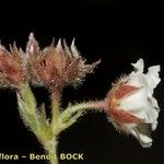 Potentilla clusiana Annet