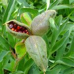 Paeonia peregrina Vrucht