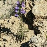 Campanula speciosa Habit