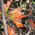 Woodfordia fruticosa Flower