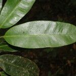 Aspidosperma desmanthum Hoja