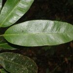 Aspidosperma album Leaf