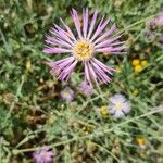 Volutaria muricata Fula