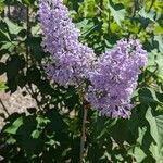 Syringa persicaFloare