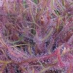 Drosera binata List