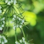 Ammi majus Blüte